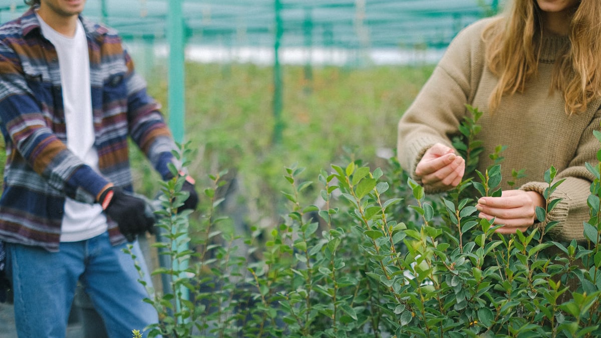 Crop farmers working with green seedlings growing in greenhouse and smiling during occupation together